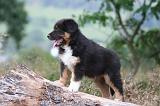 BERGER AUSTRALIEN PUPPIES 872